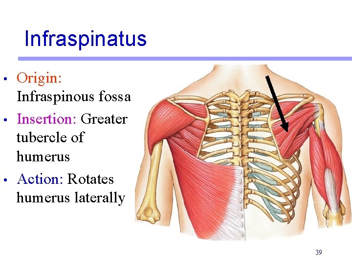 Infraspinatus • • • Origin: Infraspinous fossa Insertion: Greater tubercle of humerus Action: Rotates