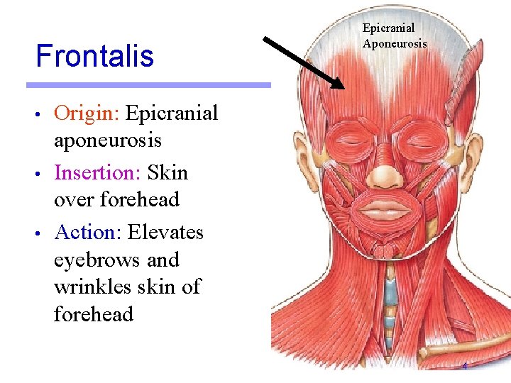 Frontalis • • • Epicranial Aponeurosis Origin: Epicranial aponeurosis Insertion: Skin over forehead Action: