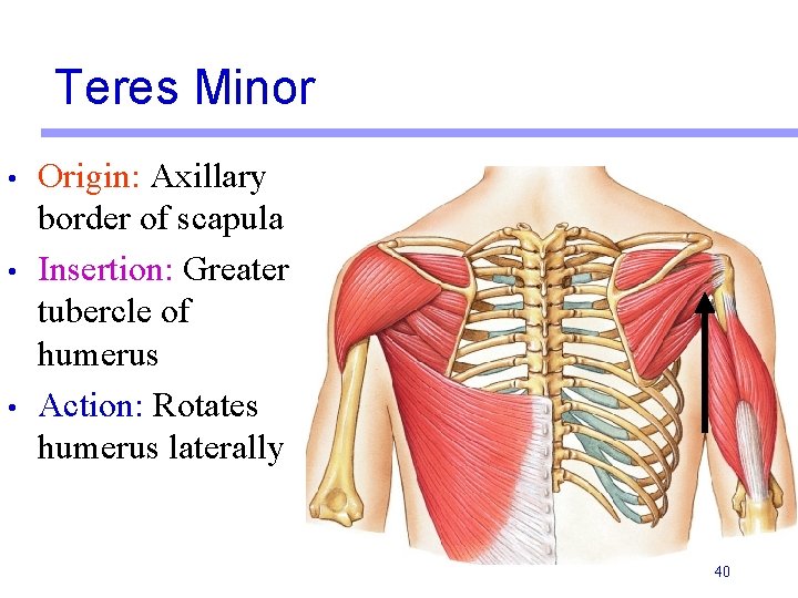 Teres Minor • • • Origin: Axillary border of scapula Insertion: Greater tubercle of