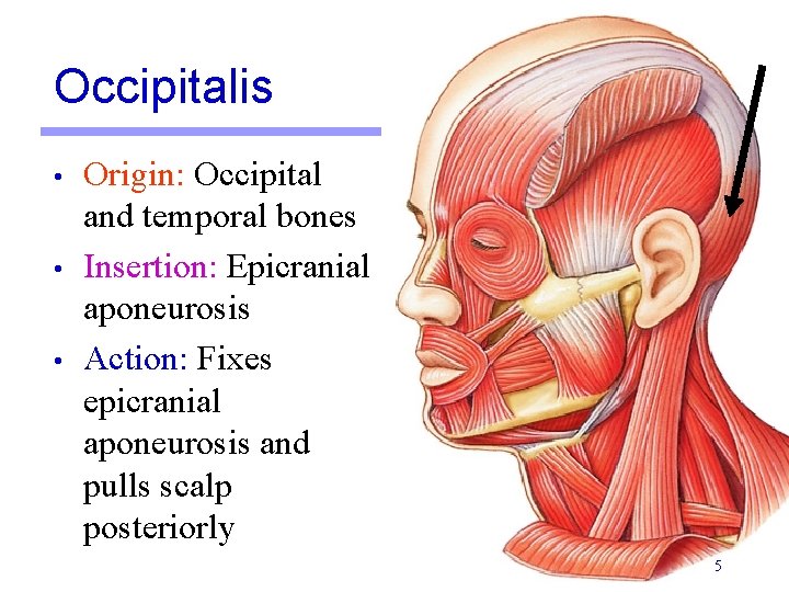 Occipitalis • • • Origin: Occipital and temporal bones Insertion: Epicranial aponeurosis Action: Fixes