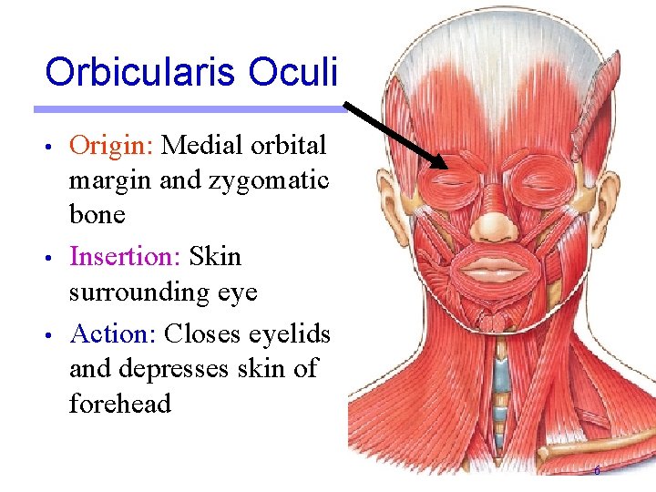 Orbicularis Oculi • • • Origin: Medial orbital margin and zygomatic bone Insertion: Skin