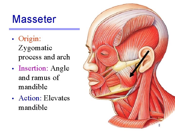 Masseter • • • Origin: Zygomatic process and arch Insertion: Angle and ramus of