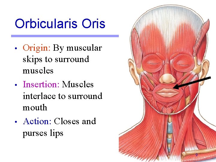 Orbicularis Oris • • • Origin: By muscular skips to surround muscles Insertion: Muscles