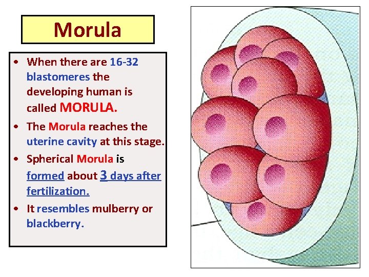 Morula • When there are 16 -32 blastomeres the developing human is called MORULA.