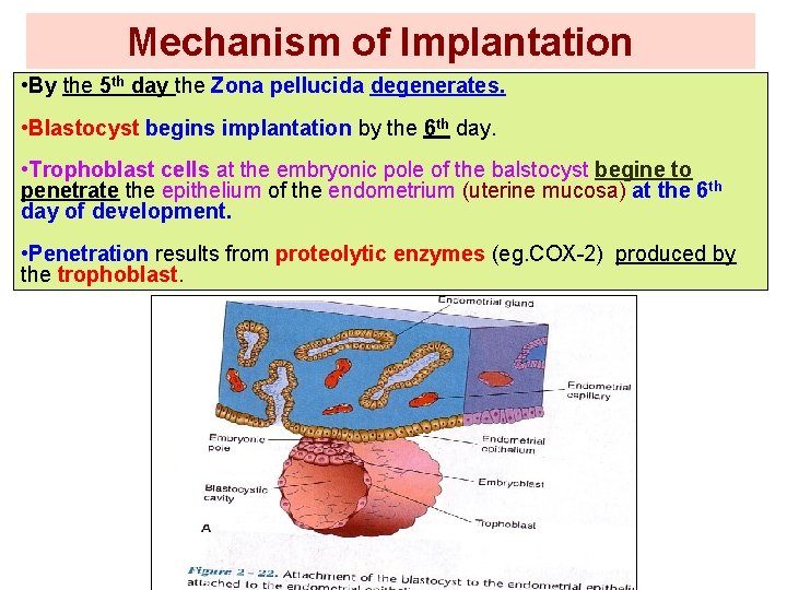 Mechanism of Implantation • By the 5 th day the Zona pellucida degenerates. •