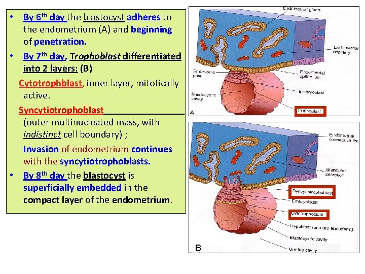  • By 6 th day the blastocyst adheres to the endometrium (A) and