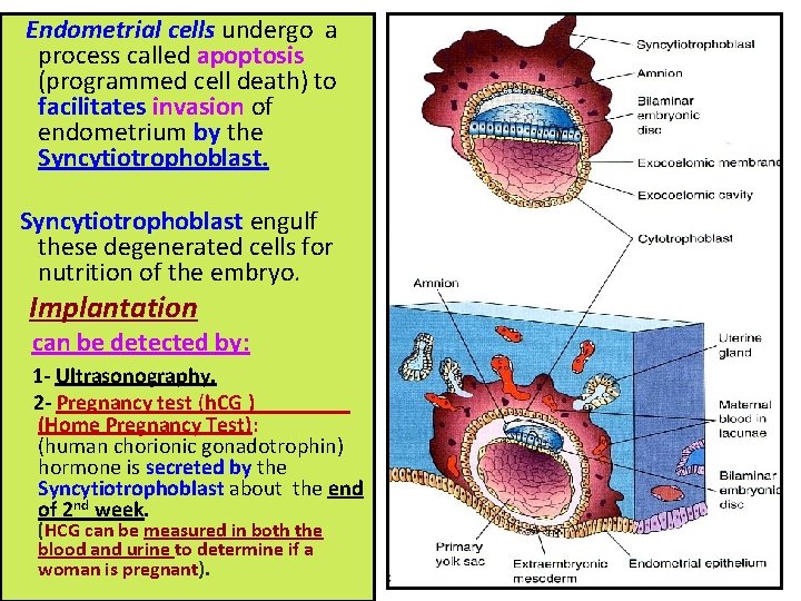 Endometrial cells undergo a process called apoptosis (programmed cell death) to facilitates invasion of