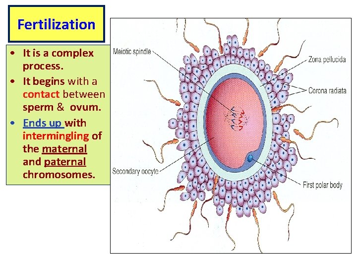 Fertilization • It is a complex process. • It begins with a contact between