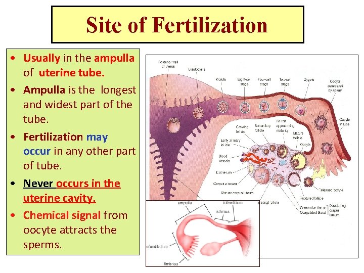 Site of Fertilization • Usually in the ampulla of uterine tube. • Ampulla is