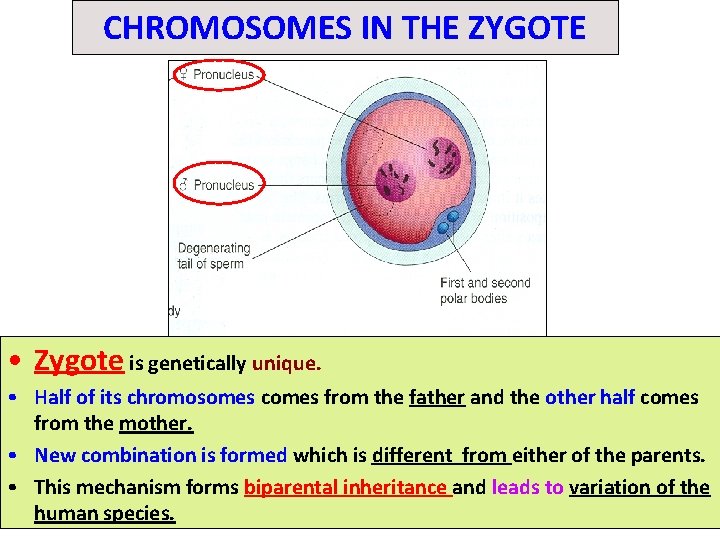 CHROMOSOMES IN THE ZYGOTE • Zygote is genetically unique. • Half of its chromosomes
