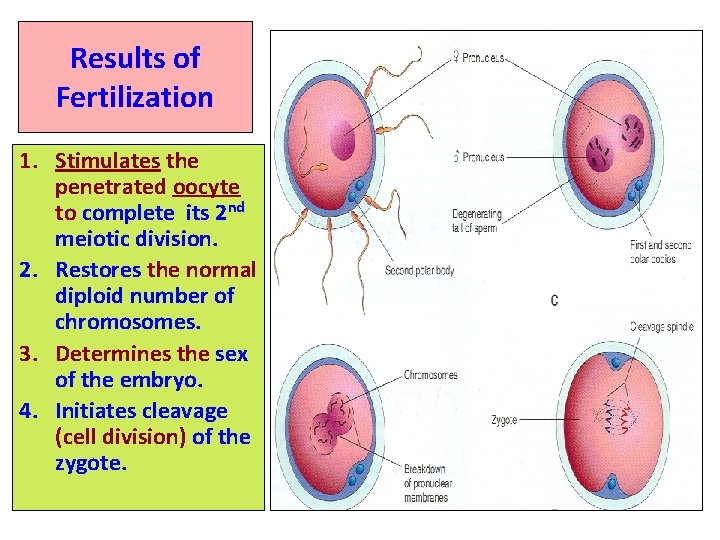 Results of Fertilization 1. Stimulates the penetrated oocyte to complete its 2 nd meiotic