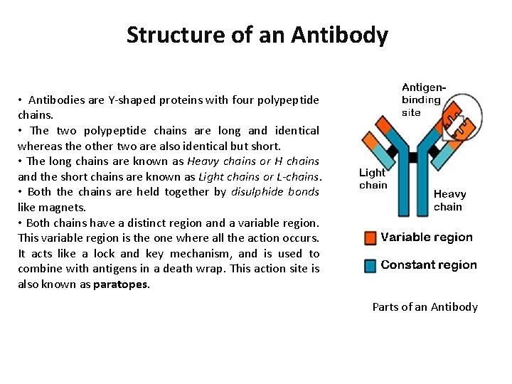 Structure of an Antibody • Antibodies are Y-shaped proteins with four polypeptide chains. •