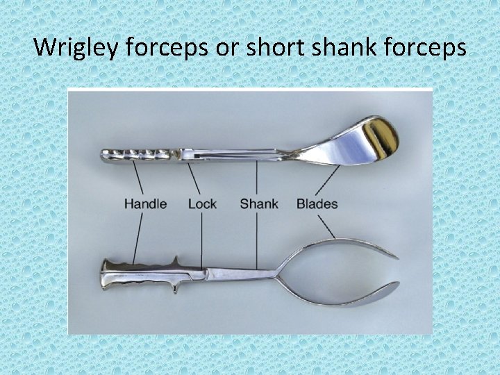 Wrigley forceps or short shank forceps 