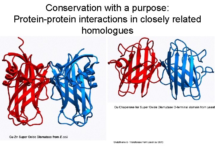 Conservation with a purpose: Protein-protein interactions in closely related homologues 