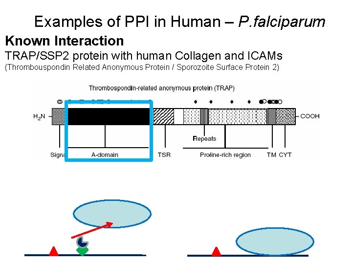 Examples of PPI in Human – P. falciparum Known Interaction TRAP/SSP 2 protein with