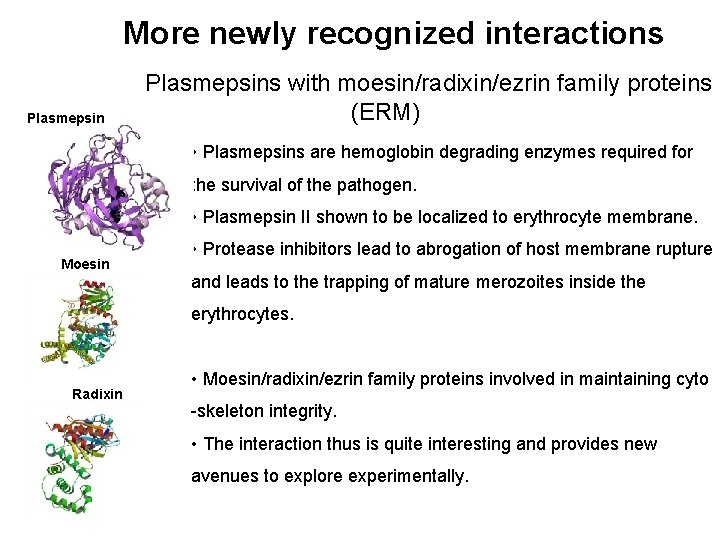 More newly recognized interactions Plasmepsins with moesin/radixin/ezrin family proteins (ERM) • Plasmepsins are hemoglobin