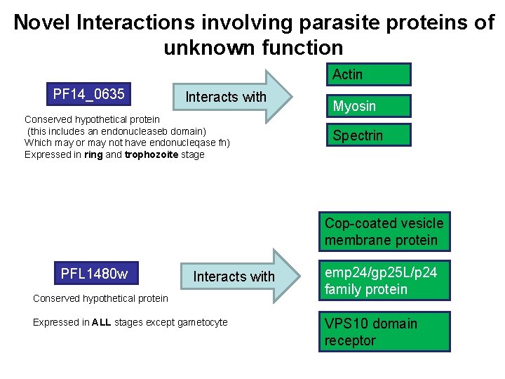 Novel Interactions involving parasite proteins of unknown function Actin PF 14_0635 Interacts with Conserved