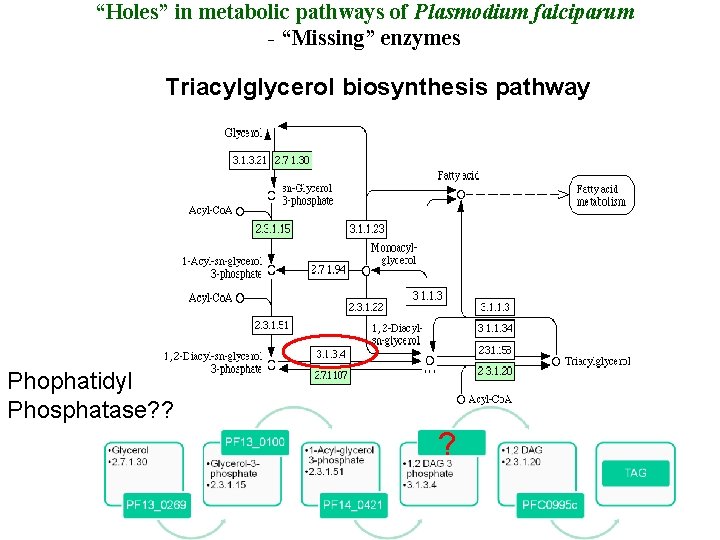 “Holes” in metabolic pathways of Plasmodium falciparum - “Missing” enzymes Triacylglycerol biosynthesis pathway Phophatidyl
