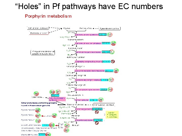 “Holes” in Pf pathways have EC numbers 