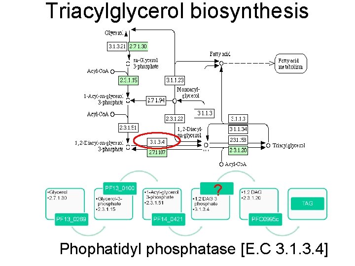 Triacylglycerol biosynthesis ? Phophatidyl phosphatase [E. C 3. 1. 3. 4] 