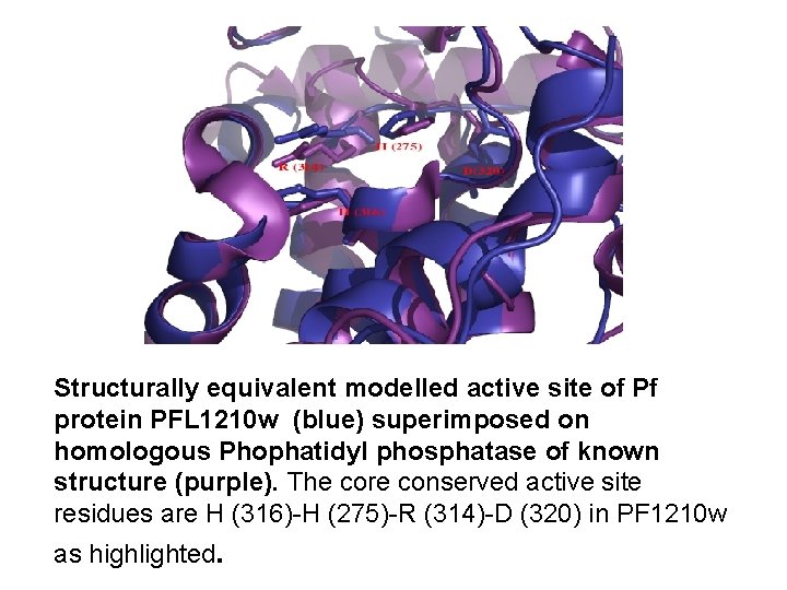 Structurally equivalent modelled active site of Pf protein PFL 1210 w (blue) superimposed on