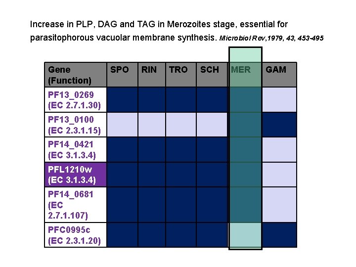 Increase in PLP, DAG and TAG in Merozoites stage, essential for parasitophorous vacuolar membrane