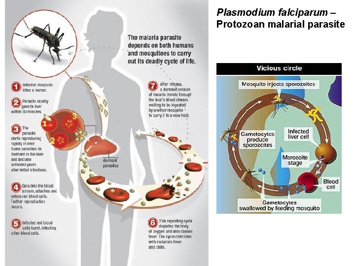 Plasmodium falciparum – Protozoan malarial parasite 