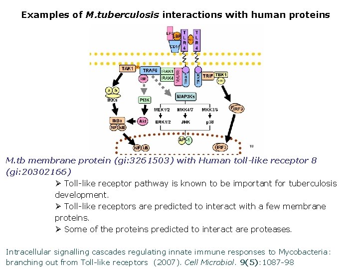 Examples of M. tuberculosis interactions with human proteins M. tb membrane protein (gi: 3261503)