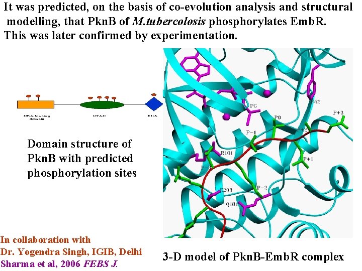 It was predicted, on the basis of co-evolution analysis and structural modelling, that Pkn.