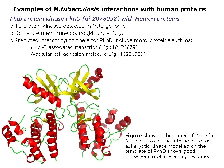 Examples of M. tuberculosis interactions with human proteins M. tb protein kinase Pkn. D