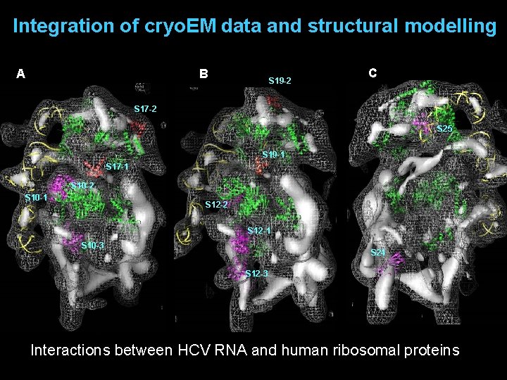 Integration of cryo. EM data and structural modelling A B S 19 -2 C