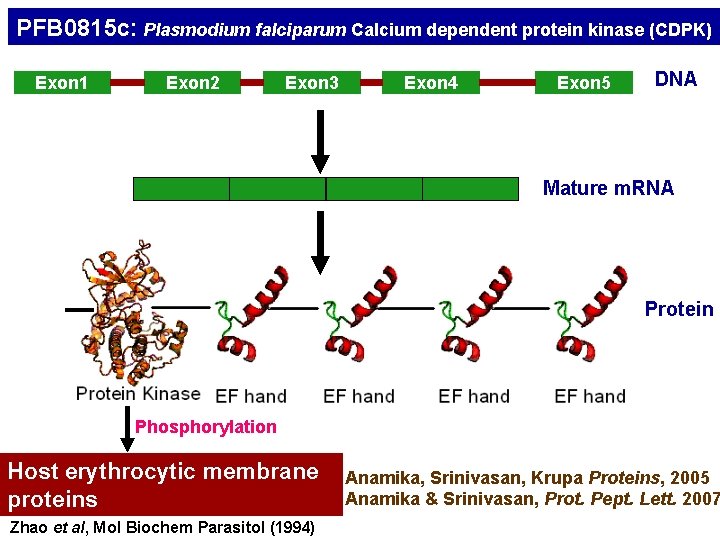 PFB 0815 c: Plasmodium falciparum Calcium dependent protein kinase (CDPK) Exon 1 Exon 2