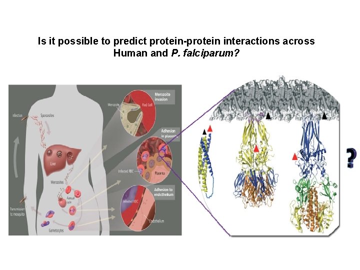 Is it possible to predict protein-protein interactions across Human and P. falciparum? 