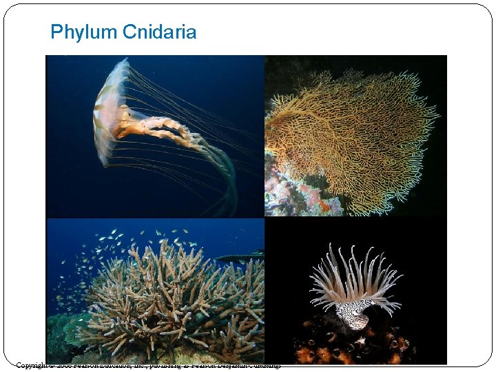 Phylum Cnidaria Copyright © 2008 Pearson Education, Inc. , publishing as Pearson Benjamin Cummings