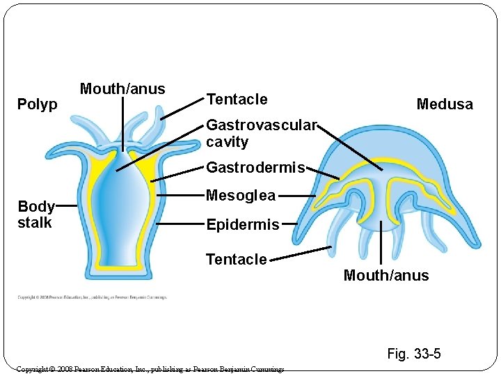 Polyp Mouth/anus Tentacle Medusa Gastrovascular cavity Gastrodermis Body stalk Mesoglea Epidermis Tentacle Mouth/anus Fig.