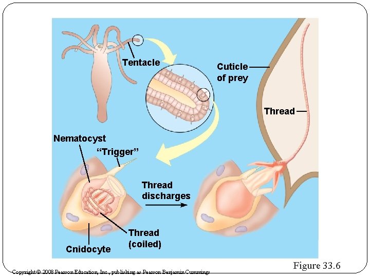 Tentacle Cuticle of prey Thread Nematocyst “Trigger” Thread discharges Cnidocyte Thread (coiled) Copyright ©