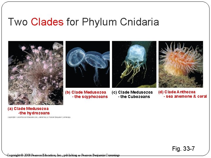 Two Clades for Phylum Cnidaria (b) Clade Medusozoa (c) Clade Medusozoa - the scyphozoans