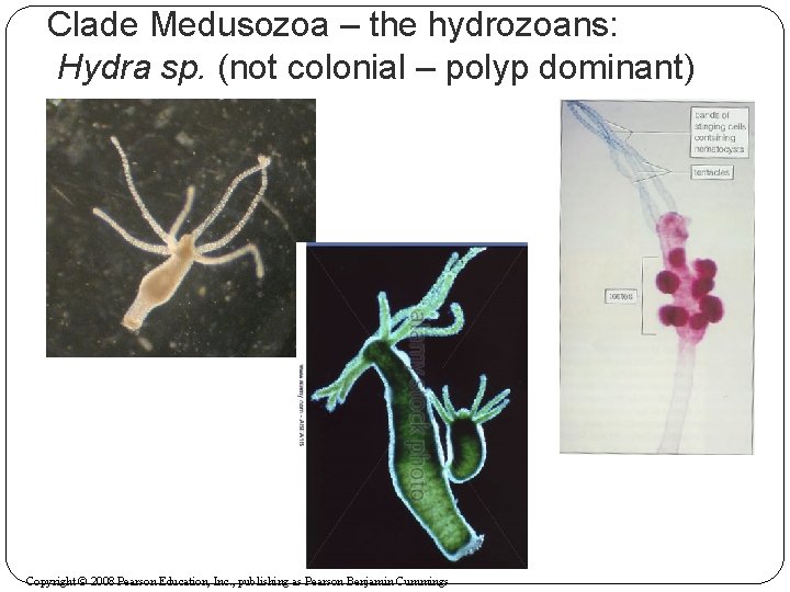 Clade Medusozoa – the hydrozoans: Hydra sp. (not colonial – polyp dominant) Copyright ©