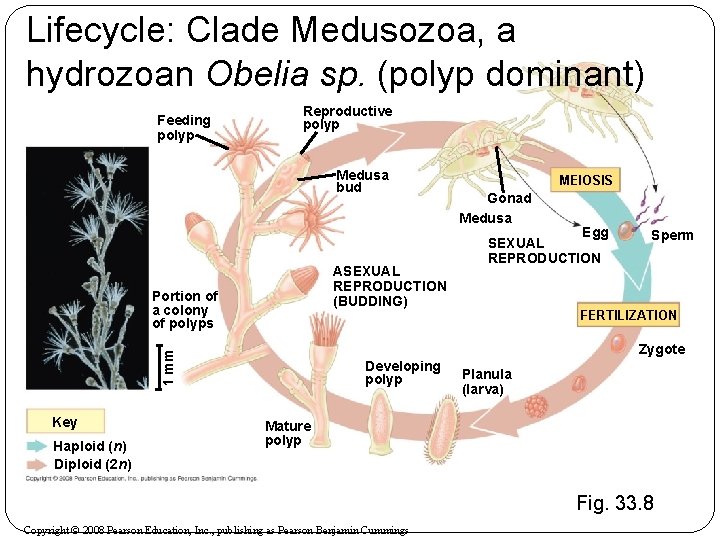 Lifecycle: Clade Medusozoa, a hydrozoan Obelia sp. (polyp dominant) Feeding polyp Reproductive polyp Medusa