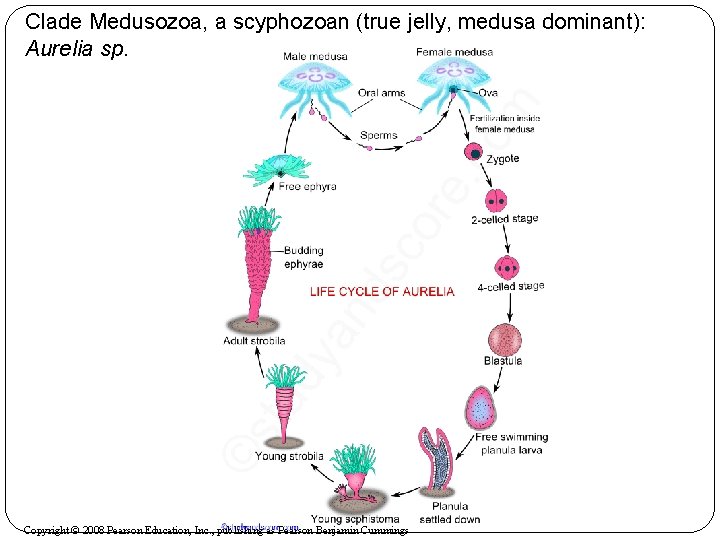 Clade Medusozoa, a scyphozoan (true jelly, medusa dominant): Aurelia sp. Copyright © 2008 Pearson