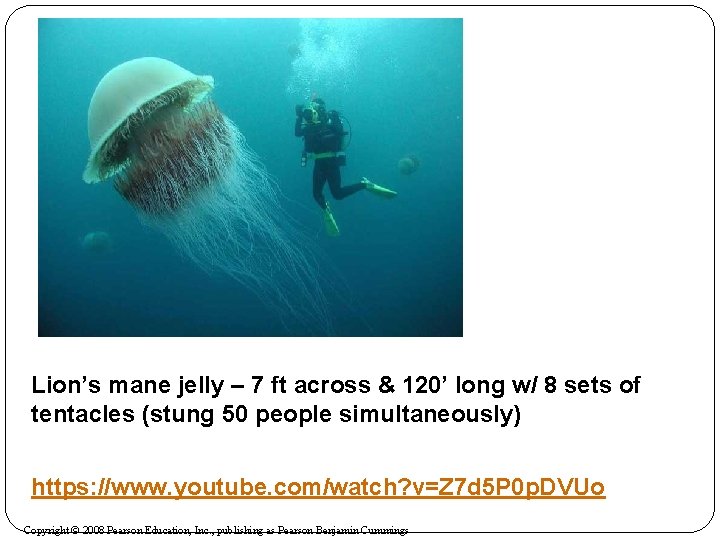 Lion’s mane jelly – 7 ft across & 120’ long w/ 8 sets of