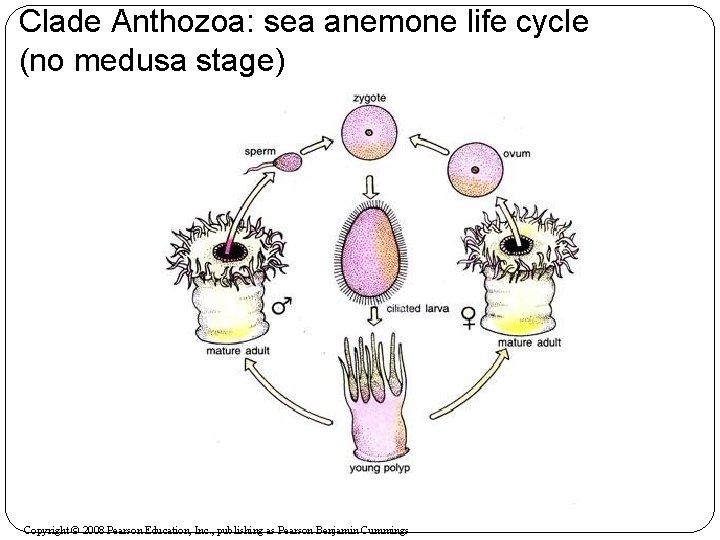 Clade Anthozoa: sea anemone life cycle (no medusa stage) Copyright © 2008 Pearson Education,