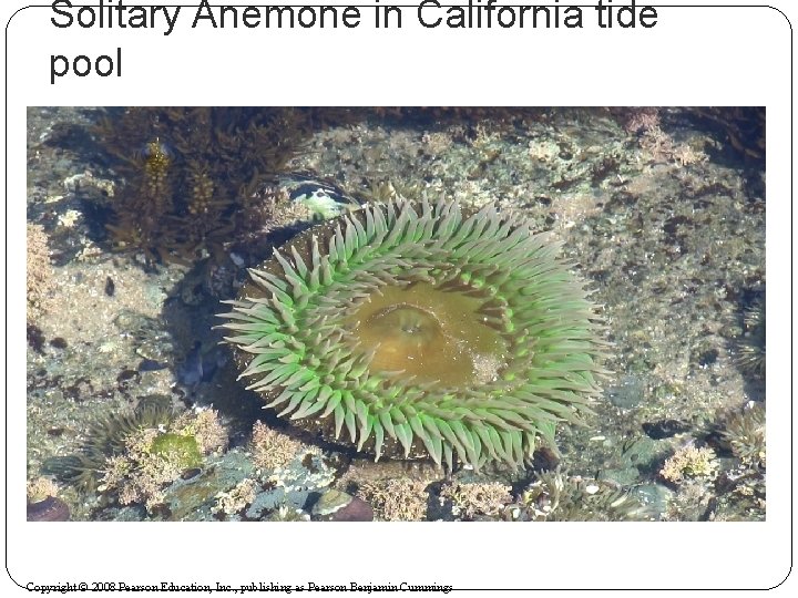 Solitary Anemone in California tide pool Copyright © 2008 Pearson Education, Inc. , publishing