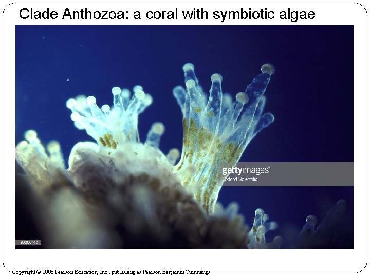 Clade Anthozoa: a coral with symbiotic algae Copyright © 2008 Pearson Education, Inc. ,