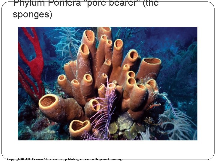 Phylum Porifera “pore bearer” (the sponges) Copyright © 2008 Pearson Education, Inc. , publishing