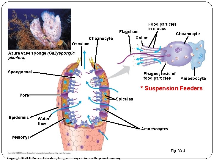 Choanocyte Osculum Flagellum Collar Food particles in mucus Choanocyte Azure vase sponge (Callyspongia plicifera)