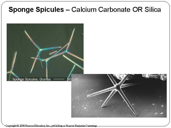Sponge Spicules – Calcium Carbonate OR Silica Copyright © 2008 Pearson Education, Inc. ,