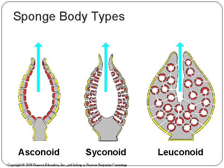 Sponge Body Types Asconoid Syconoid Copyright © 2008 Pearson Education, Inc. , publishing as