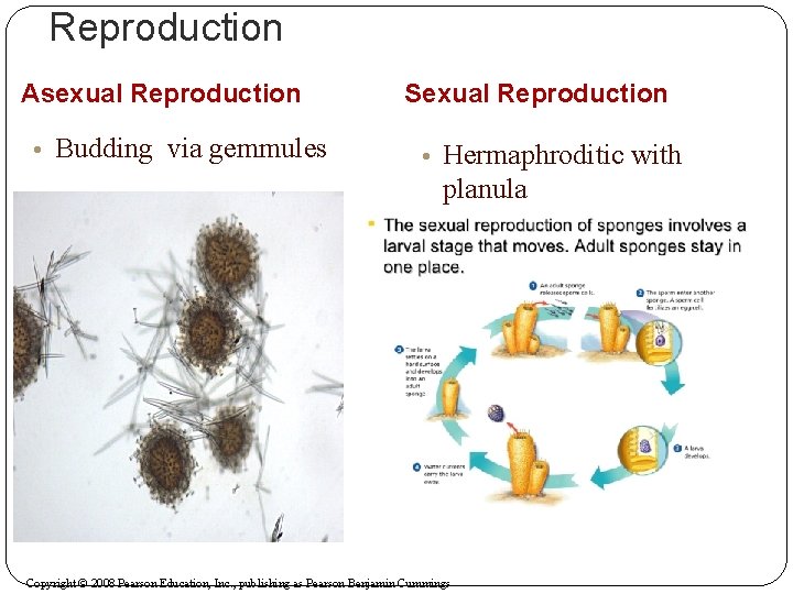 Reproduction Asexual Reproduction • Budding via gemmules Sexual Reproduction • Hermaphroditic with planula Copyright