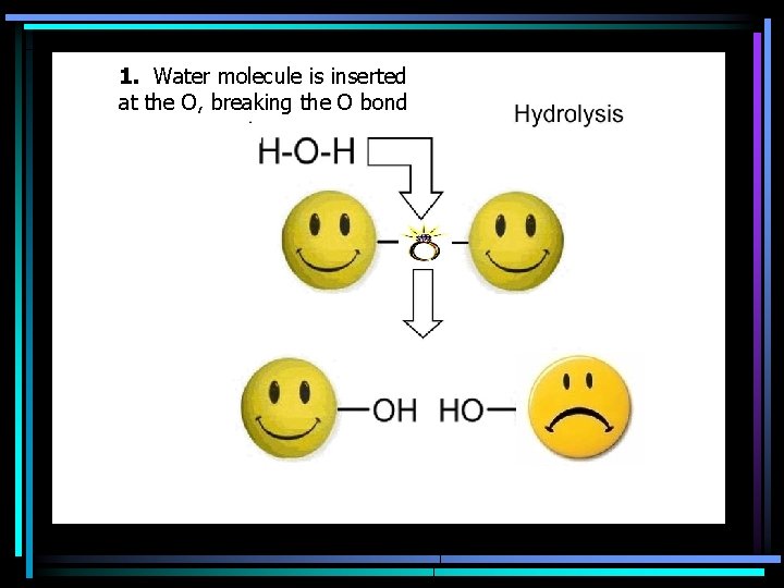 1. Water molecule is inserted at the O, breaking the O bond 